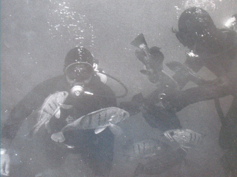 Historia del Buceo