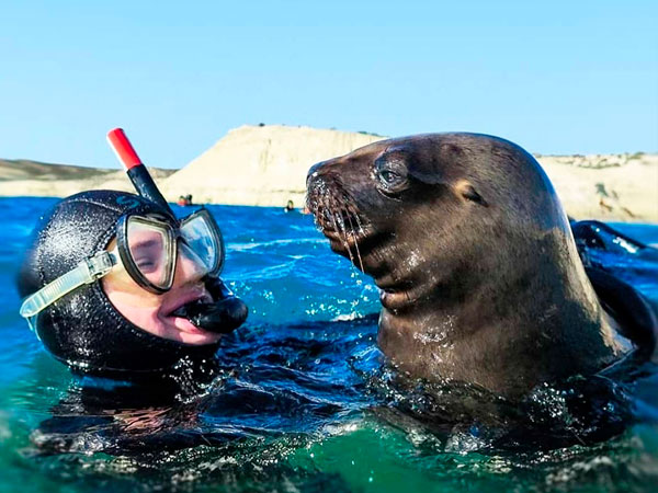 Snorkeling con lobos marinos